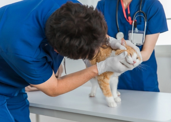 Combination Vaccines