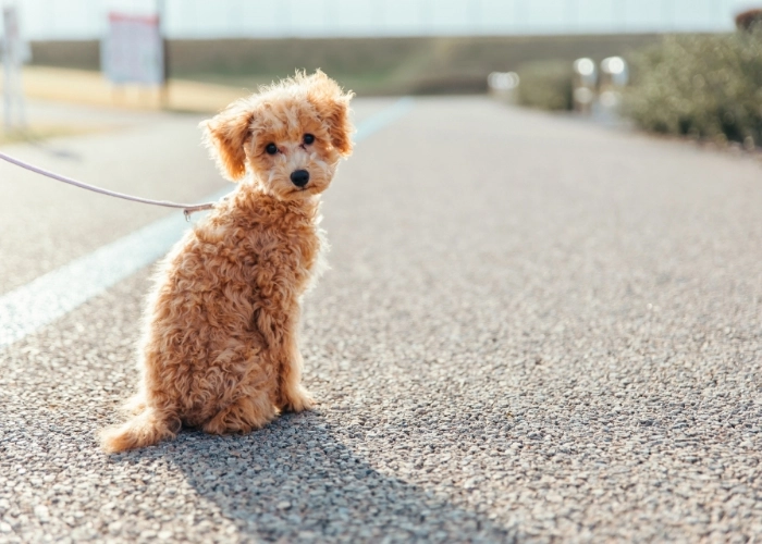 General Consultation