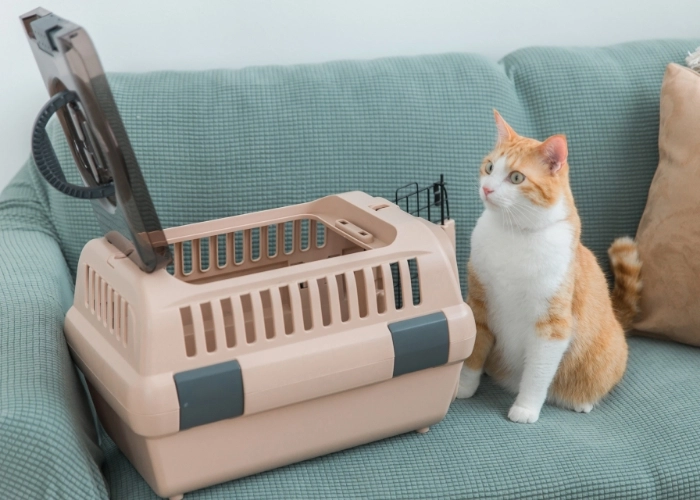 FIP (Feline Infectious Peritonitis) Treatment